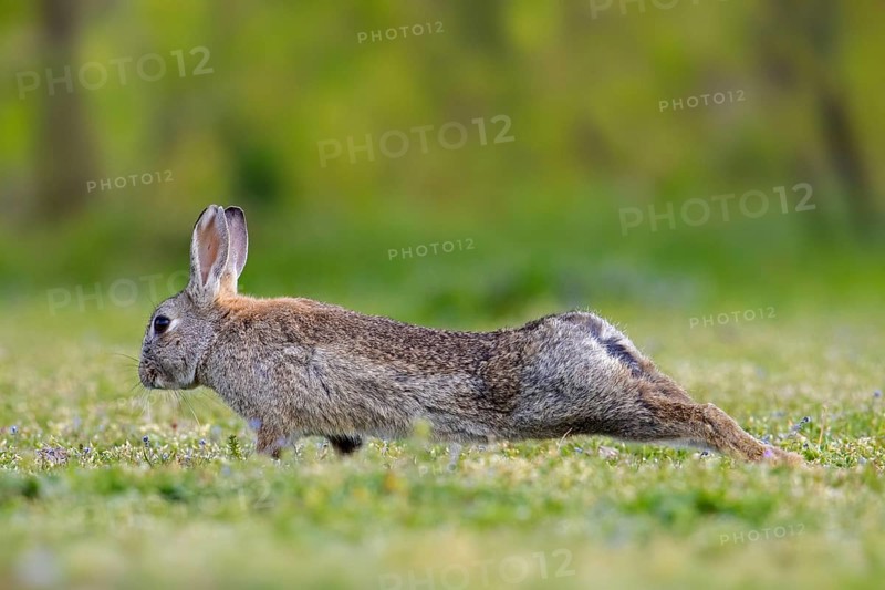 European rabbit, common rabbit (Oryctolagus cuniculus) stretching limbs in grassland in spring