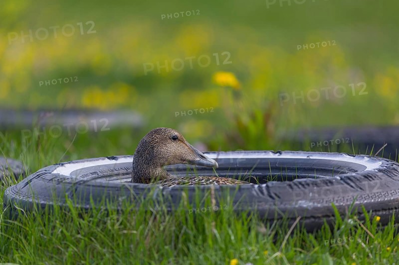 One female common eider, Somateria mollissima, breeding at the coast of Illugastadir Seal watching point, Iceland. Using a tire as nest protection