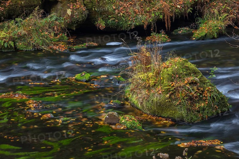 Flowing water with ferns and rocks in the Edmunds Gorge in autumn. River Kamnitz, Hrensko, Ustecky kraj, Czech Republic, Europe