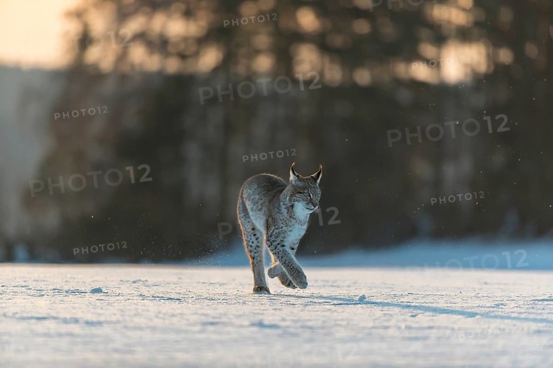 One young male Eurasian lynx, (Lynx lynx), walking over a snow covered meadow in backlight condition with a forest in the background in early morning light