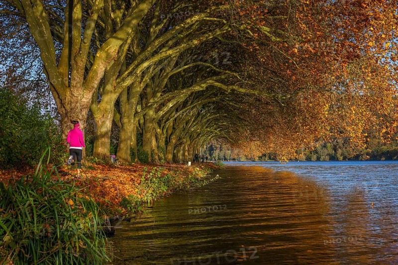 Essen, North Rhine-Westphalia, Germany - Young woman jogging on the lakeshore under trees with autumn leaves. Golden autumn at Lake Baldeney