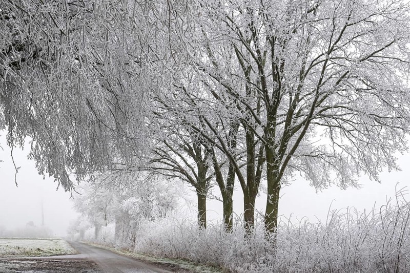 Trees with hoarfrost on a quiet winter path in foggy weather, Schöppinger Berg hill, Schöppingen, Münsterland, North Rhine-Westphalia, Germany, Europe