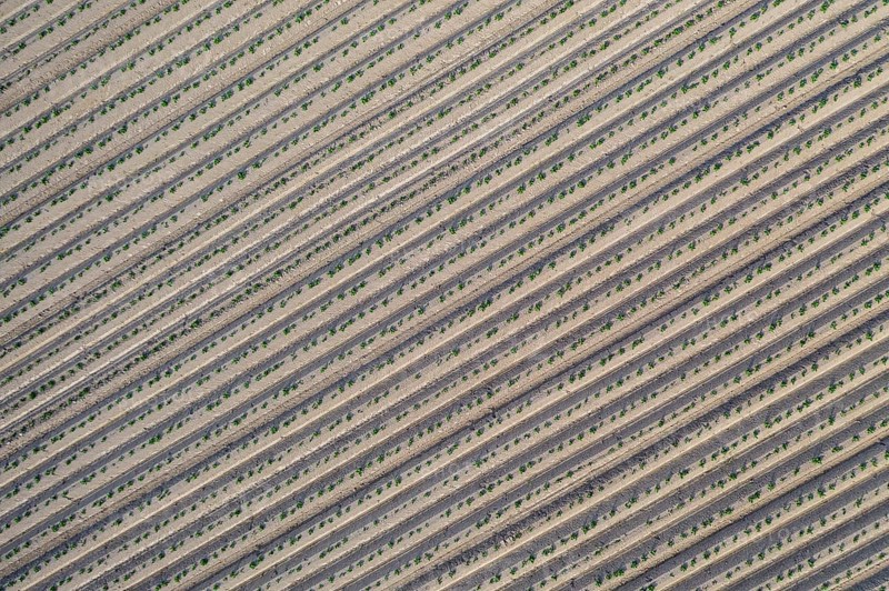 Aerial view of a potato field with ridges and young shoots, Dresden, Saxony, Germany, Europe