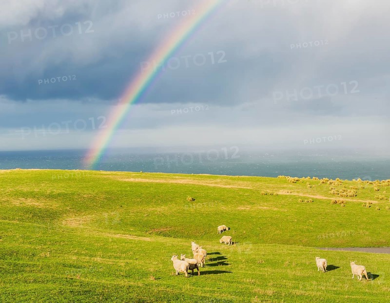 Flock of sheep grazing under a rainbow, Otago, South Island, New Zealand, Oceania