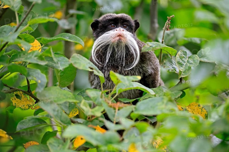 Emperor bearded tamarin (Saguinus imperator subgrisescens), adult, on tree, portrait, alert, South America