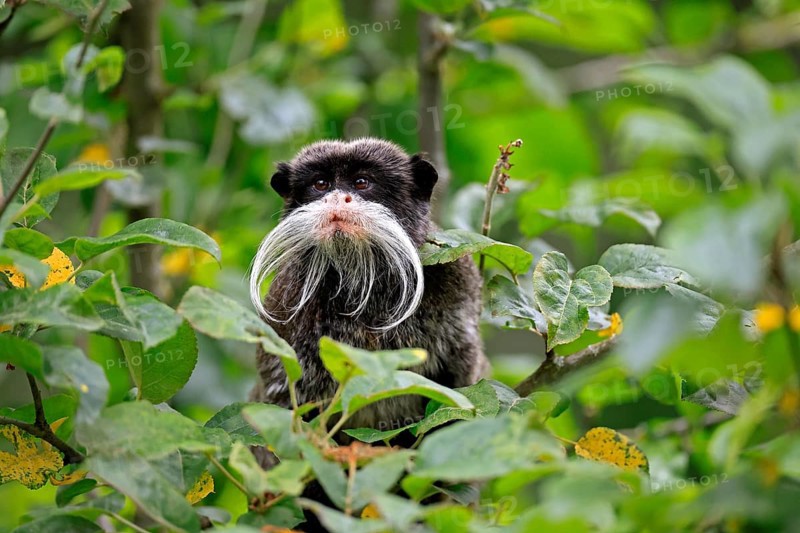 Emperor bearded tamarin (Saguinus imperator subgrisescens), adult, on tree, portrait, alert, South America