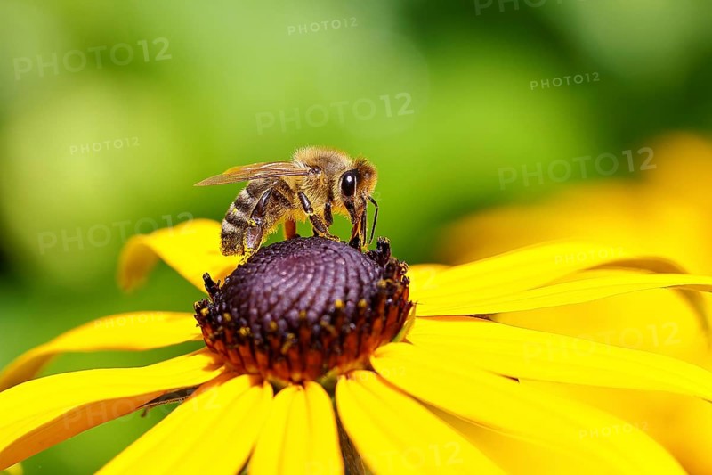European honey bee (Apis mellifera), collecting nectar from a flower of the yellow coneflower (Echinacea paradoxa), close-up, macro photograph, Wilnsdorf, North Rhine-Westphalia, Germany, Europe