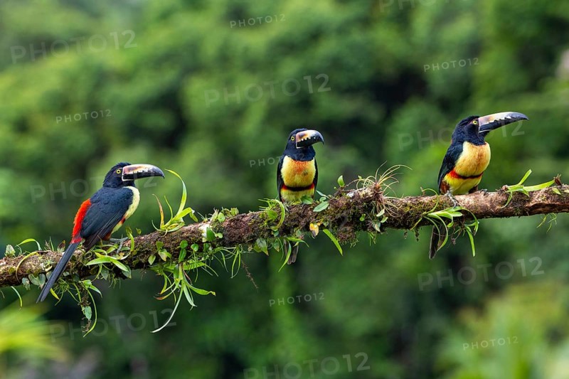 Collared Aracari (Pteroglossus torquatus), Toucans (Ramphastidae), Laguna del Lagarto Lodge, Alajuela, Costa Rica, Central America