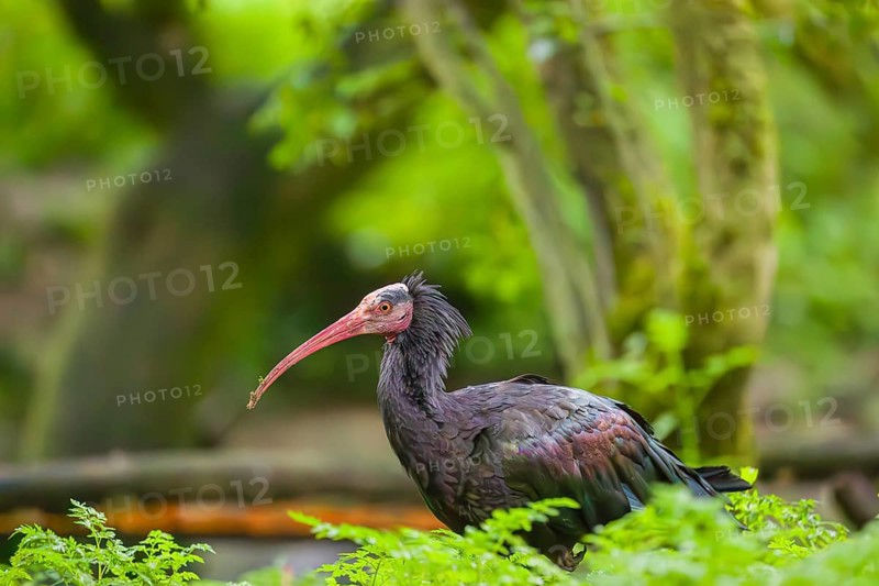 A Northern Bald Ibis, Hermit Ibis, Geronticus eremita, stands in green vegetation, looking for food