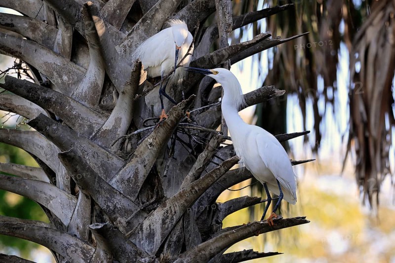 Great Egret (Egretta thula), adult, pair, in breeding plumage, during breeding season, nest building, St. Augustine, Florida, North America, USA, North America