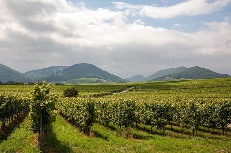 View over vineyards to the Palatinate Forest, Ilbesheim, Southern Palatinate, Palatinate, Rhineland-Palatinate, Germany, Europe