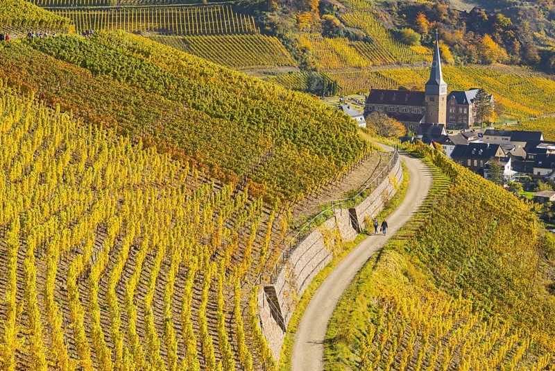 Vineyards in autumn, Mayschoß with parish church, red wine growing region Ahrtal, red wine of the Spaetburgunder and Portugieser grape is grown here, Eifel, Rhineland-Palatinate, Germany, Europe