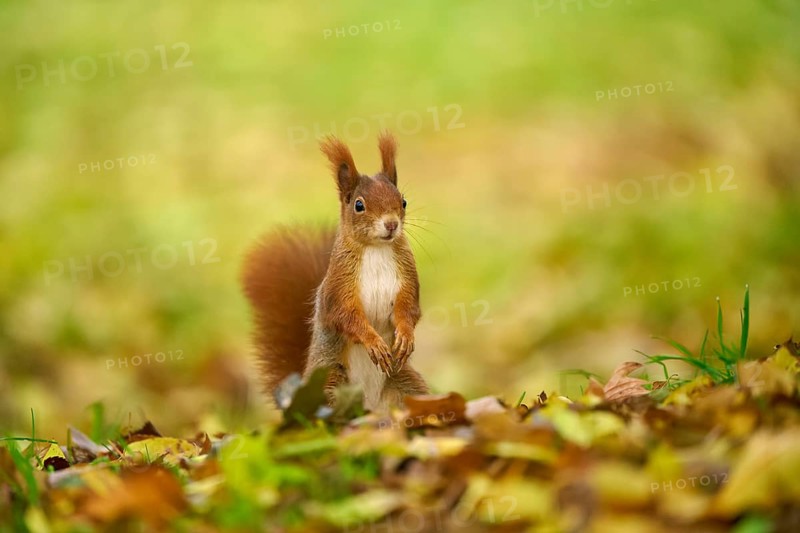 Eurasian squirrel (Sciurus vulgaris), standing in a meadow full of autumn leaves with colourful foliage, Baden-Württemberg, Germany, Europe