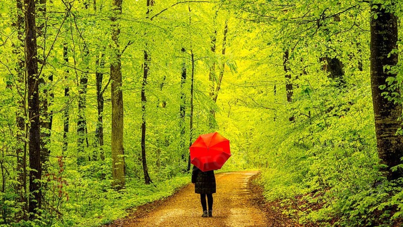 Woman, 50-55, forest path in spring, beech trees (Fagus sylvatica), Swabian Alb, Baden-Württemberg, Germany, Europe