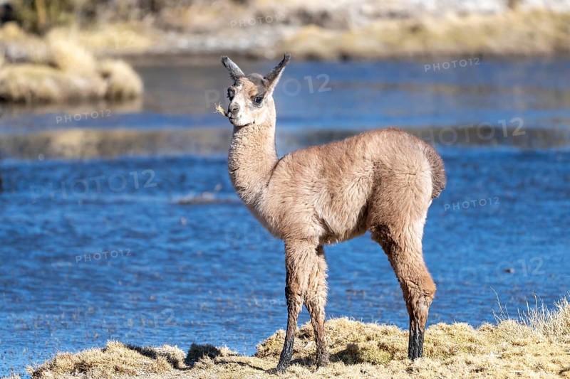Young llama (Llama glama), standing in front of a stream, chewing on plant stems, San Agustín, Departamento Potosí, Bolivia, South America
