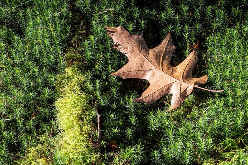 Autumn leaf of the red oak (Quercus rubrum) on common wither moss (Pölytrichum vulgare), Emsland, Lower Saxony, Germany, Europe