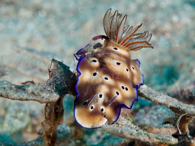 Brown nudibranch with blue edges, magnificent star snail (Hypselodoris tryoni), on a coral in the ocean, dive site Napoleon, Permuteran, Bali, Indonesia, Asia