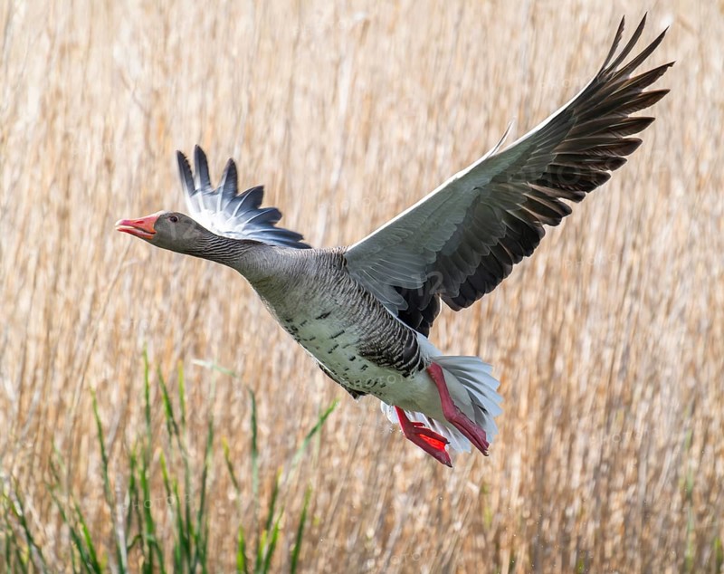 Greylag goose (Anser anser) in flight, blurred behind reeds, Thuringia, Germany, Europe