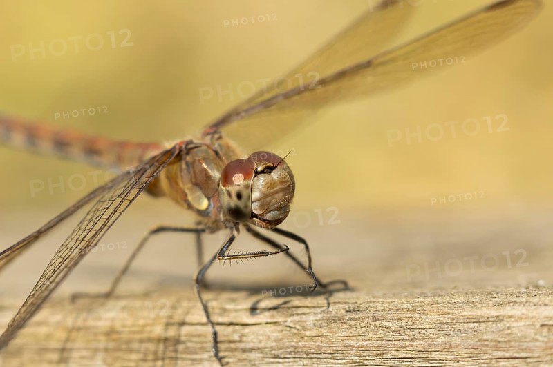 Common darter dragonfly (Sympetrum striolatum) adult insect on a wooden fence in the summer, England, United Kingdom, Europe