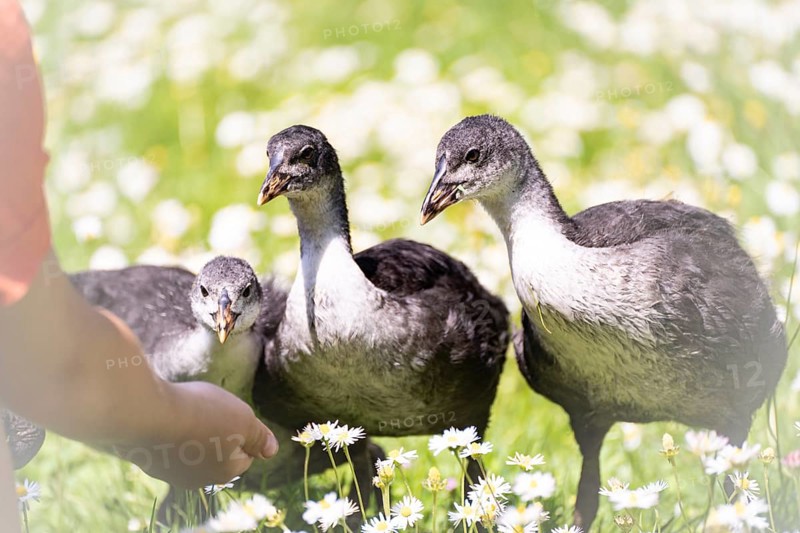 Eurasian Coot chicks (Fulica atra) three standing in a meadow, curiously looking at a child's hand, child's arm with red shirt, front view, close-up, surrounded by daisies, background blurred, Dortmund, North Rhine-Westphalia, Germany, Europe