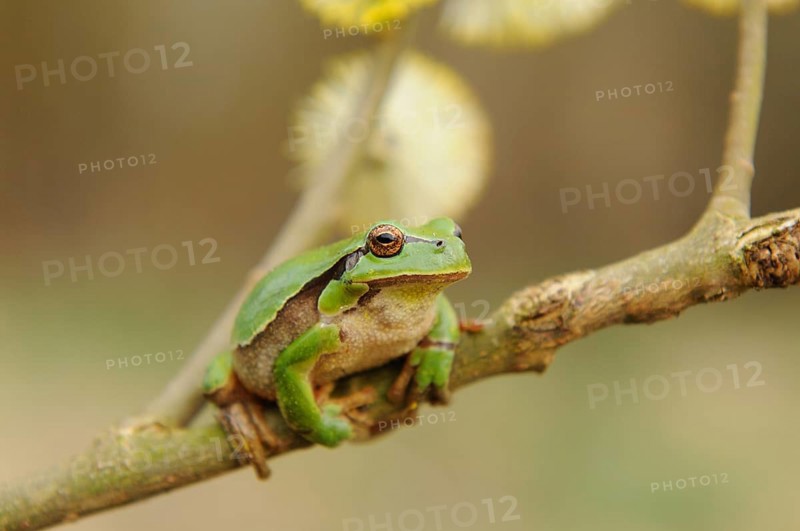 A green frog sits relaxed on a branch with blurred flowers in the background, European tree frog (Hyla arborea), Bavaria