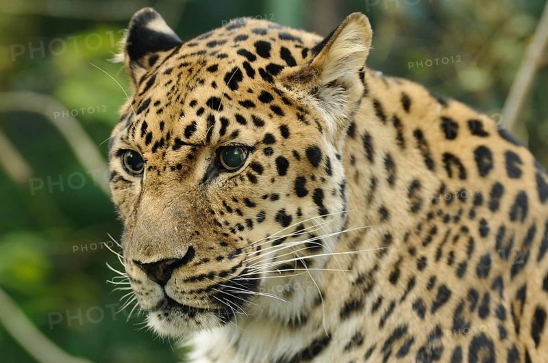 A leopard with mottled fur and a watchful expression in the wild, Amur leopard (Panthera pardus orientalis), Augsburg Zoo