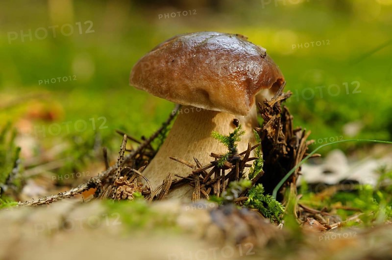 A single mushroom growing on a moss-covered forest floor, surrounded by branches, Boletus edulis, Bavaria