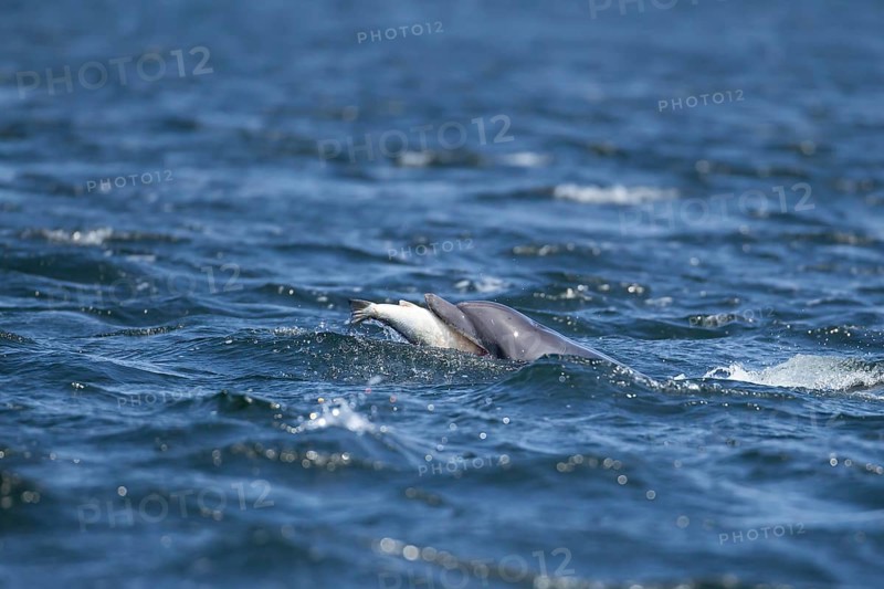Common bottlenose dolphin (Tursiops truncatus) adult marine mammal eating a salmon fish on the surface of the sea, Scotland, United Kingdom, Europe