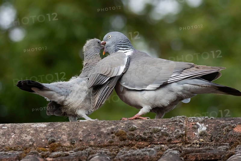 Wood pigeon (Columba palumbus) juvenile baby cobb bird being fed by an adult bird on an urban house roof, England, United Kingdom, Europe