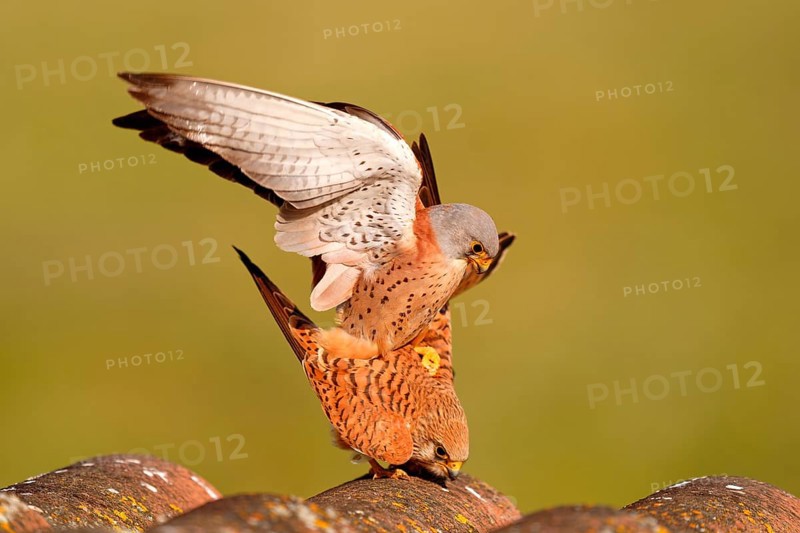 Pair of lesser kestrels (Falco naumanni), copula on the roof of an abandoned finca, Extremadura, Spain, Europe