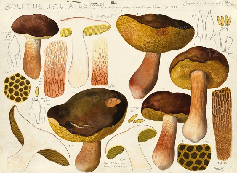 Mushroom, fungi, Boletus ustulatus, authentic reproduction of an illustration by Hans Walty (1868-1948) from about 1915, historical