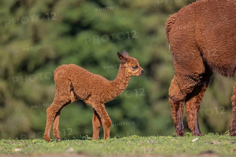 Brown female Alpaca (Vicugna pacos) with her newborn standing in green grass, with a green forest in the distant background
