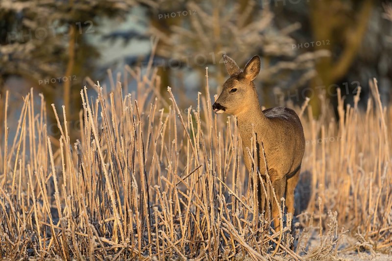 Roe deer standing in hoar frosted dead stinging nettle at minus 15 °C at sunrise. Licking off the hoar frost. Trees and dead stinging nettle in background