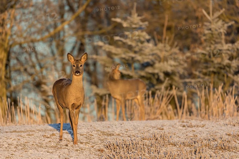 Roe deer on hoar frosted meadow at minus 15 °C at sunrise. Trees and dead stinging nettle in background