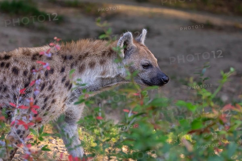 One young adult male spotted hyena (Crocuta crocuta), or laughing hyena standing behind some bushes with green vegetation in the background
