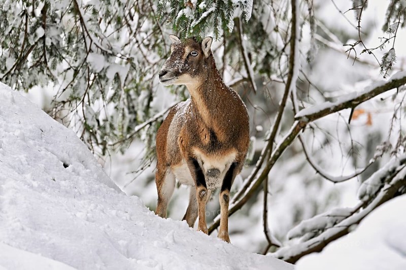 European mouflon (Ovis orientalis musimon), female, in a snowy winter landscape, captive, Switzerland, Europe