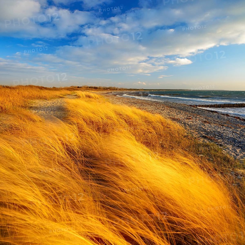 Lonely empty beach in the evening light, beach grass bends in the wind, blue sky with clouds, Dranske, Island Rügen, Mecklenburg-Vorpommern, Germany, Europe