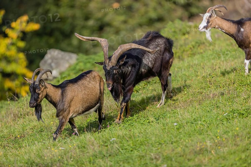 One male Tauernschecke goat, Capra aegagrus hircus, checks the readiness of a goat to mate