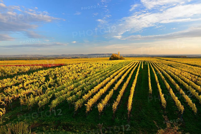 Vineyards on the Kreuzberg above the Main in the evening light, wine island near Volkach, Nordheim, Franconia, Bavaria, Germany, Europe