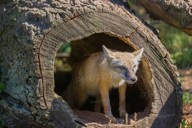 One corsac fox (Vulpes corsac) standing in a hollow log