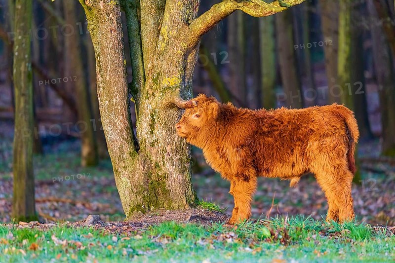 One Highland calf (Bos (primigenius) taurus) stands at a forest edge