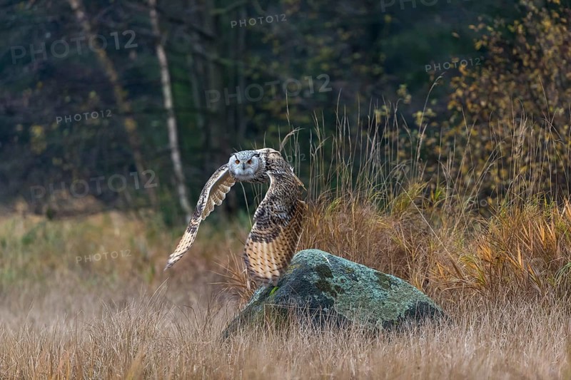 One Siberian Eagle Owl (Bubo bubo sibiricus) flying over tall reed grass lakeshore on an autumnal misty cold morning