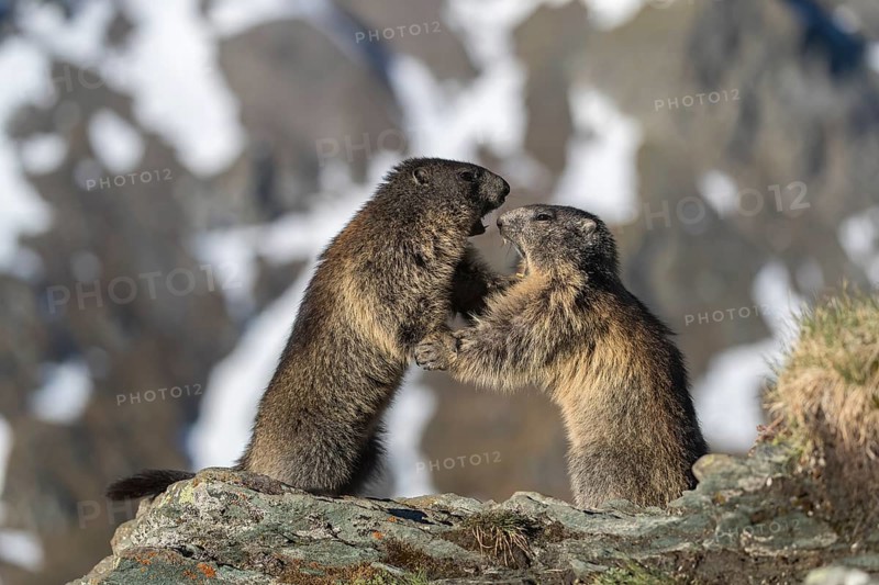 Two Alpine Marmots playfighting, Marmota marmota, with distant snowy mountains in the background. Grossglockner high alpine road, Austria, Europe