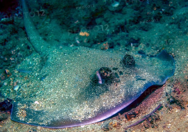 Kuhl's Kuhl's stingray (Neotrygon kuhlii) Stingray lies camouflaged with sand on sandy seabed in coral reef lurking for prey, Red Sea, Hurghada, Egypt, Africa