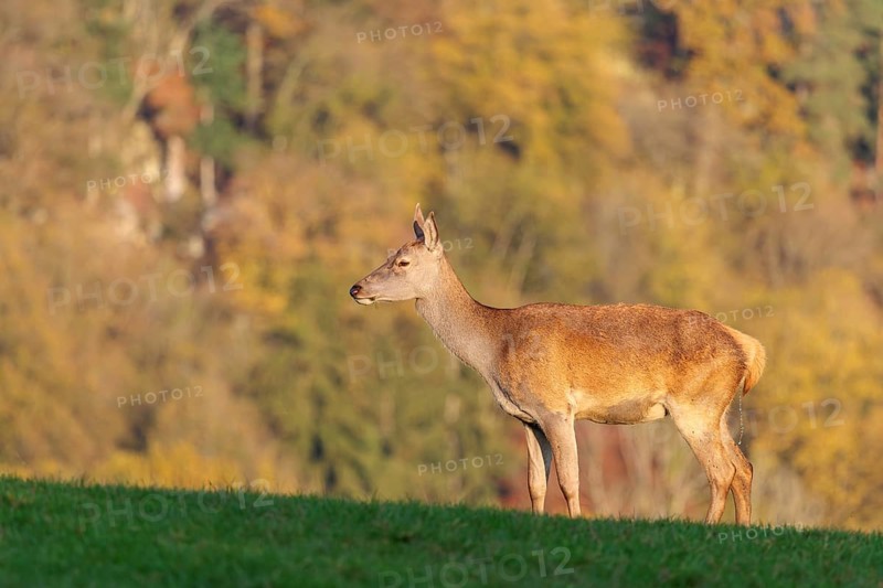 A red deer hind (Cervus elaphus) urinates on a meadow in the beautiful morning light. A forest with autumn leaves can be seen in the background