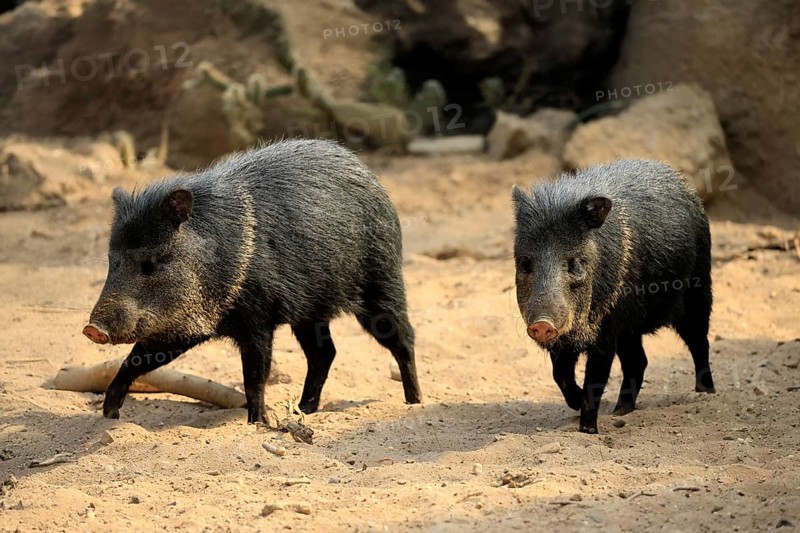 Collared peccary (Peccari angulatus), adult, running, pair, two, foraging, South America