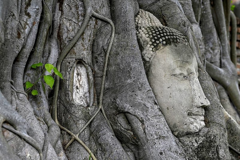 Sandstone Buddha head at the foot of a Bodhi tree in Wat Mahathat, Temple of the Great and Holy Relic, Ayutthaya, Ayutthaya Province, Thailand, Asia