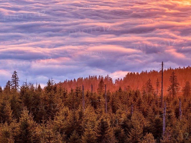 View from the summit of the Dreisesselberg (1333m) over forest and sea of fog at sunset, inversion weather, fog in the lowlands, Lower Bavaria, Bavarian Forest, Bavaria, Germany, Europe
