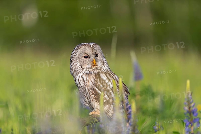 One Ural owl (Strix uralensis) sitting on a branch lying in a field of flowering lupines in late evening light