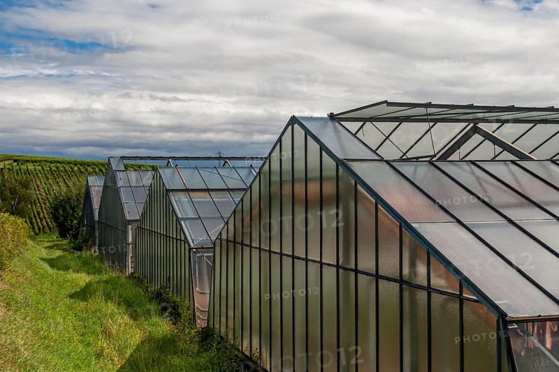 Several greenhouses with glass roofs on green fields under a cloudy sky, Southern Palatinate, Palatinate, Rhineland-Palatinate, Germany, Europe